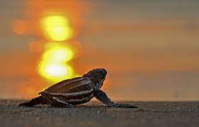 Planète - Près de la moitié des espèces migratrices du monde en déclin, selon l’ONU