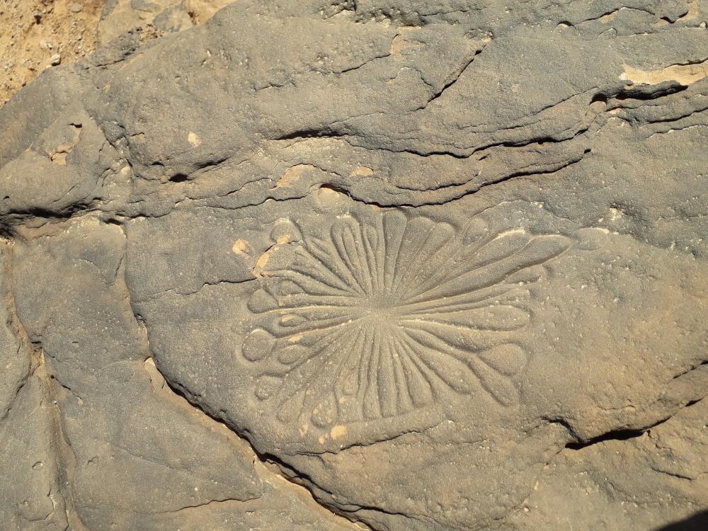 محطة النقوش الحجرية (الرحى ) بلدية الجنين بورزق