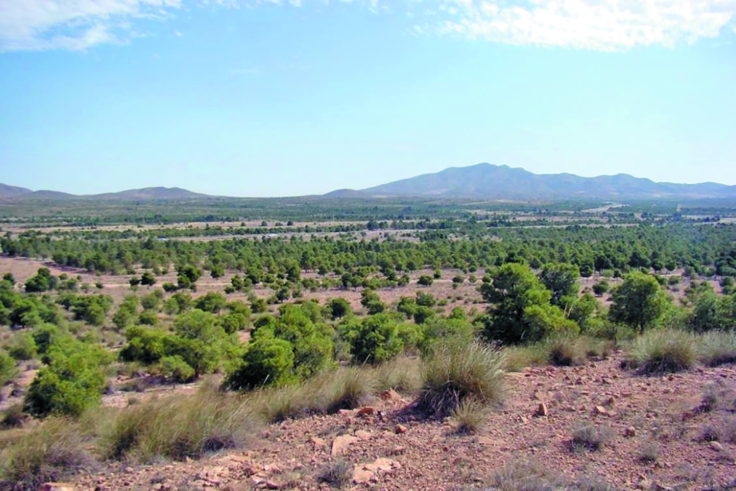 El Hamel (M'sila) - Barrage vert:  Lancement d’une campagne pour la plantation de 1.000 arbres