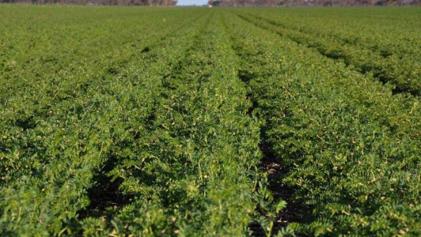Algérie (Aïn-Témouchent) -  Agriculture: 6.700 hectares consacrés pour le pois chiche