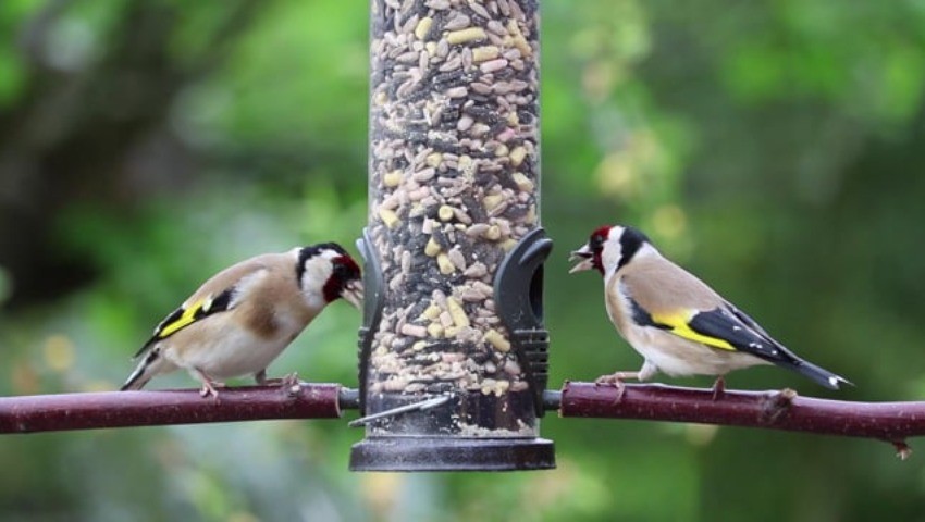 Victime de son chant Le chardonneret risque de disparaître