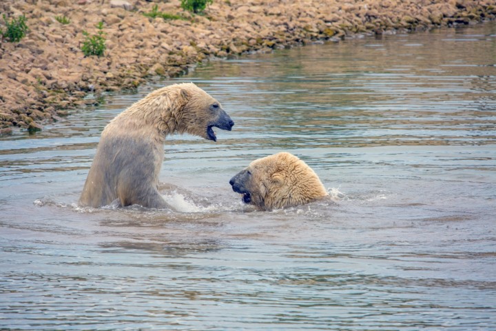 Planète - En Arctique, des étés sans glace dès 2035, selon une étude