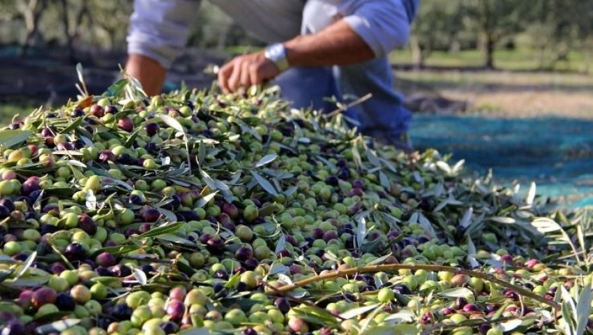 Algérie (Mostaganem) -  Nette augmentation de la production d’olives