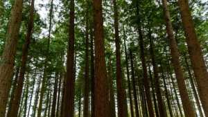 Planète (Amérique du Nord/Europe) - Menacé en Californie, le séquoia géant prolifère au Royaume-Uni: bonne nouvelle pour la planète