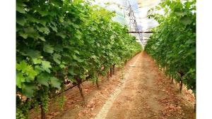 La viticulture dans la région d’Aïn Témouchent : les conditions d’une tentative de résurgence