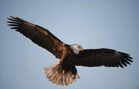 Planète (France/Europe) - Isère: Deux chasseurs reconnaissent avoir abattu un aigle en danger critique d’extinction