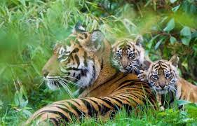 Planète (Asie) - Indonésie: En voie d’extinction, les tigres chassés après des attaques meurtrières de villageois