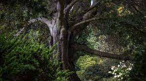 Planète (Belgique/Europe) - Le roi de la forêt: découvrez le hêtre polonais sacré Arbre européen de l'année
