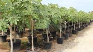 Tizi Ouzou/deux filières en déclin 22500 cerisiers et 20000 figuiers seront plantés