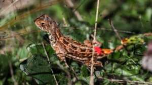 Planète (Océanie) - En Australie, des scientifiques tentent de préserver les derniers spécimens du  dragon des prairies sans oreilles .
