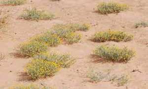 Ghardaïa : la « Gartoufa » une épice très convoitée durant le Ramadhan