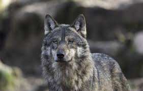 Planète - Des chiens-loups hybrides ont colonisé l’Europe et menacent les vrais loups