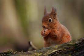 Planète (Belgique/Europe) - Ponts à écureuils et tunnels sous les routes: Bruxelles chouchoute sa faune
