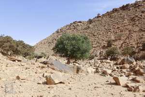 Djebel Aïssa (Naâma) : 200 plants de pistachiers mis en terre