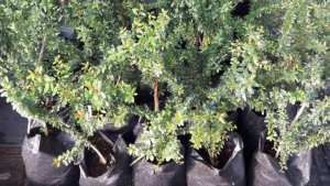 NAÂMA  Culture de l’arganier : une nouvelle expérience à Djeniène-Bourezg