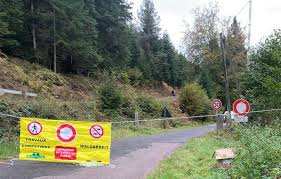 Planète (France/Europe) - Ce qu’il faut savoir sur les scolytes, ces insectes ravageurs que l’Etat veut éradiquer