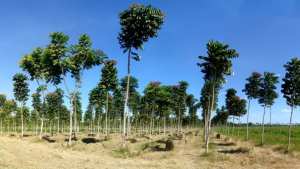 Renaissance Algérienne Dans le sillage des pionniers