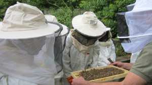 Université de Bouira L’apiculture vue par les scientifiques