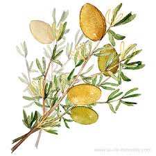 Algérie (Stidia/Mostaganem) - Le DGF séduit par le méga-projet de la pépinière de l’arganier