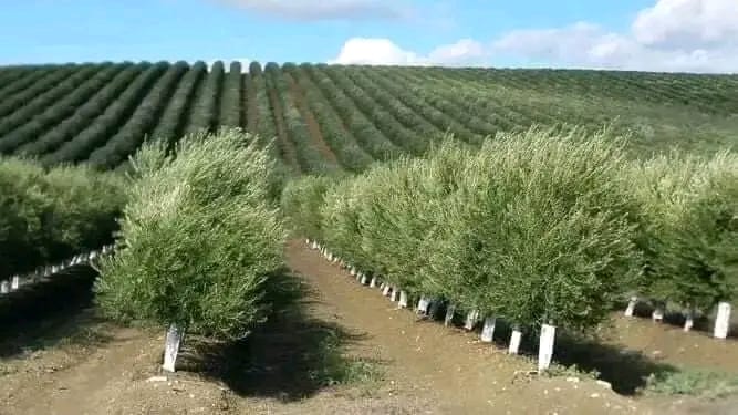 🌳معلومة المسافات التي يجب مراعتها للاشجار المثمرة،