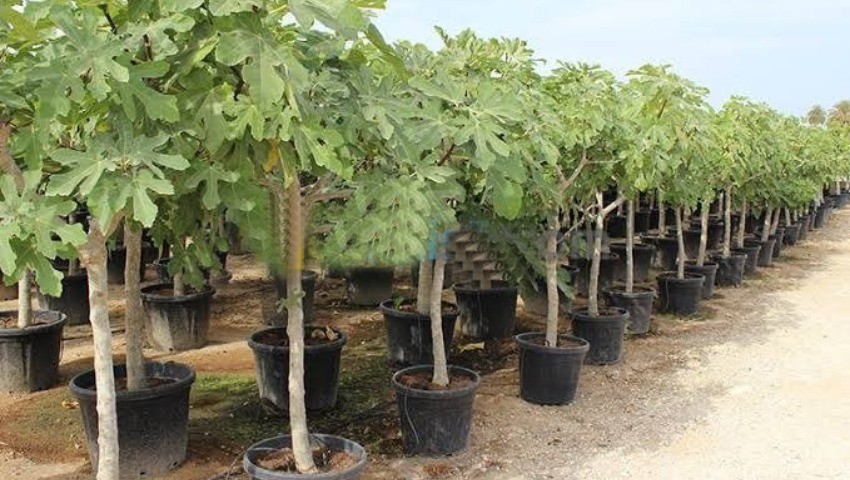 Tizi Ouzou/deux filières en déclin 22500 cerisiers et 20000 figuiers seront plantés