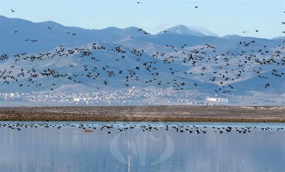 Algérie (Batna:) - retour en force des oiseaux migrateurs dans les zones humides