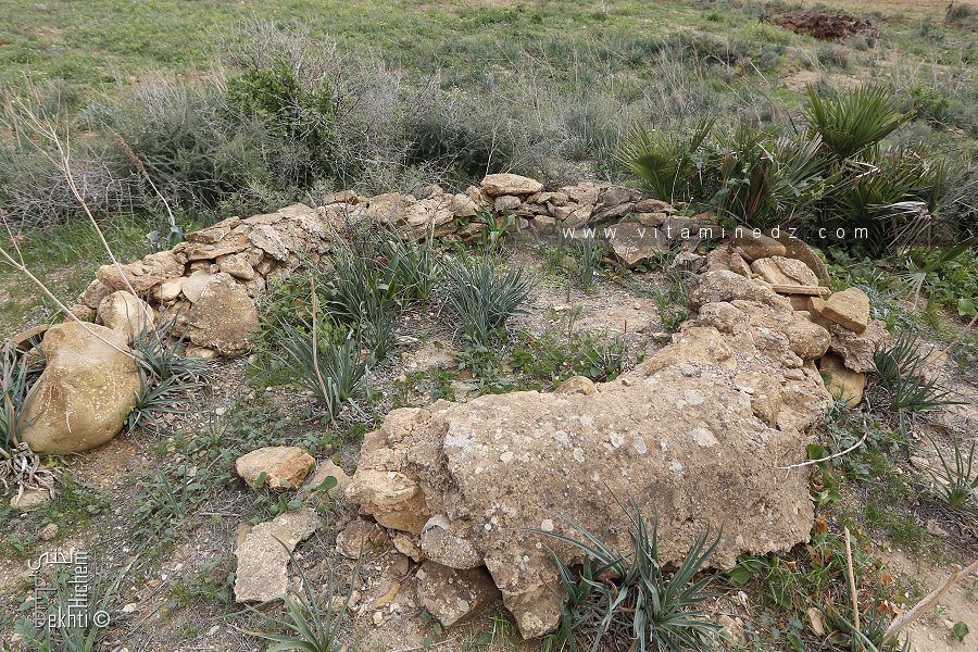 Hawita au cimetière de Sidi Boudjerar (Tlemcen, Commune de Amieur)
