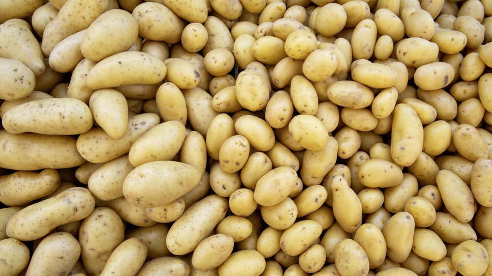 Algérie (Mostaganem) -  La filière de la pomme de terre affiche ses ambitions