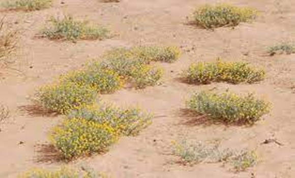 Ghardaïa : la « Gartoufa » une épice très convoitée durant le Ramadhan