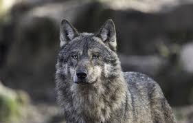 Planète - Des chiens-loups hybrides ont colonisé l’Europe et menacent les vrais loups