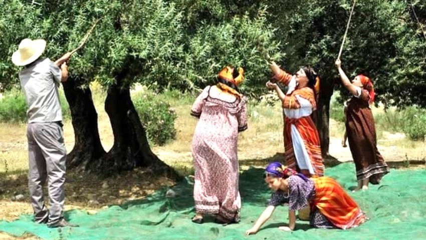 Tizi Ouzou Le psylle de l’olivier menace la récolte 2024