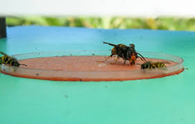 Planète (France/Europe) - Frelon asiatique: Que contient le plan de lutte contre ce «fléau» ?