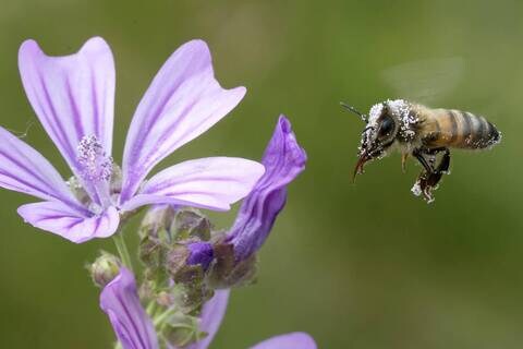 Planète (Europe) - Élections européennes: la restauration de la nature ? Empêchée par Viktor Orban !