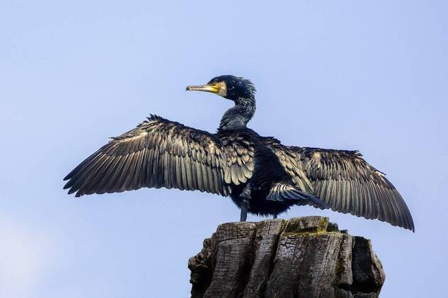 Planète (France/Europe) - Le Lot-et-Garonne connaît une prolifération inquiétante de cormorans