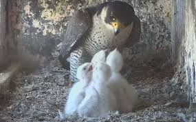 Planète (Belgique/Europe) - Bruxelles, la cité des Faucons pèlerins 2024