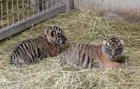 Planète (France/Europe) - Amiens: Pourquoi la naissance de deux tigres de Sumatra est une bonne nouvelle