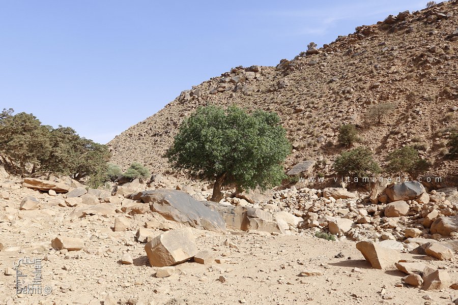 Djebel Aïssa (Naâma) : 200 plants de pistachiers mis en terre