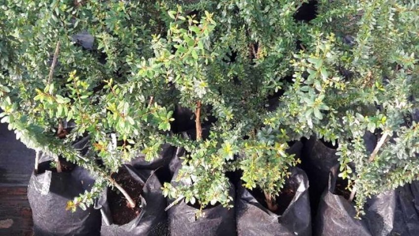 Algérie (Djeniène Bourezg/Naâma)  - Culture de l’arganier: une nouvelle expérience