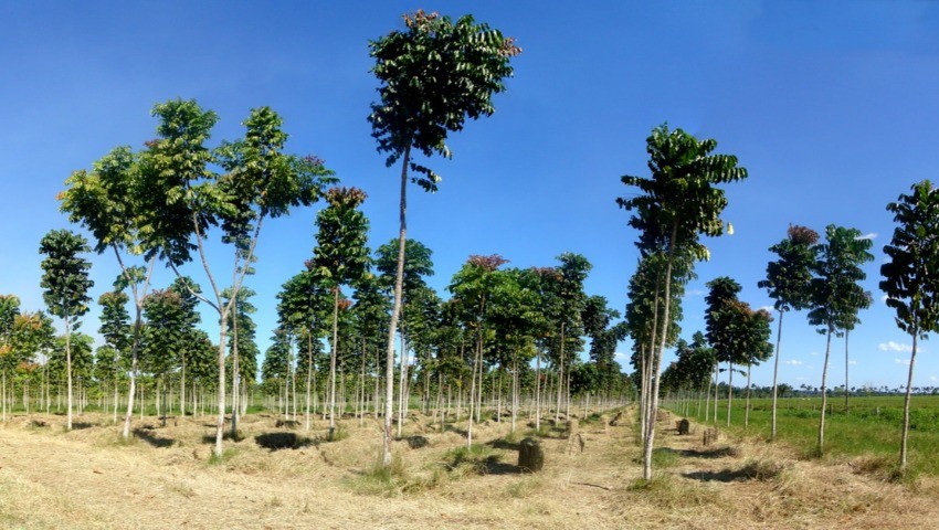 Renaissance Algérienne Dans le sillage des pionniers