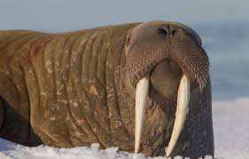 Planète (Europe) - Norvège: Pour être monté sur la banquise afin de photographier un morse, un touriste doit payer 1.000 euros d’amende