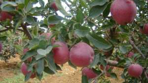 Tizi Ouzou Comment traiter les arbres fruitiers