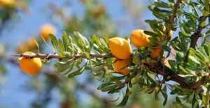 Algérie (Stidia/Mostaganem) -  Un centre pour promouvoir la culture de l’arganier