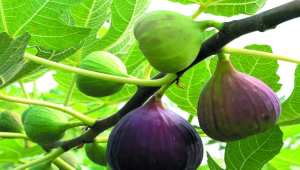 Algérie (Aghbalou/Bouira) - Un projet associatif pour la sauvegarde de la figuiculture