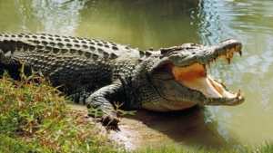 أم تلقي بطفلها المعاق فريسة للتماسيح.. والسبب؟