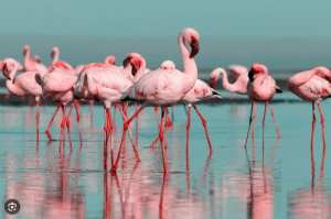 المديرية العامة للغابات:  تسطير برنامج ثري بمناسبة اليوم العالمي للطيور المهاجرة