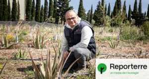 Planète (France/Europe) - Face à la sécheresse, ces vignerons deviennent producteurs d’aloe vera