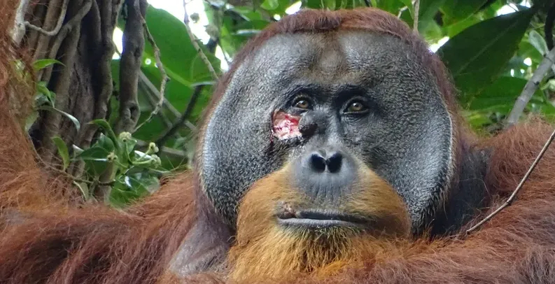 اكتشاف مثير.. حيوان يعالج جروحه بـ