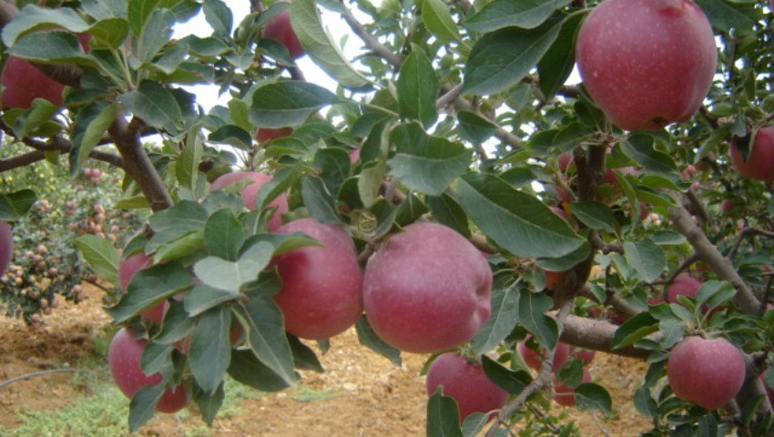 Tizi Ouzou Comment traiter les arbres fruitiers