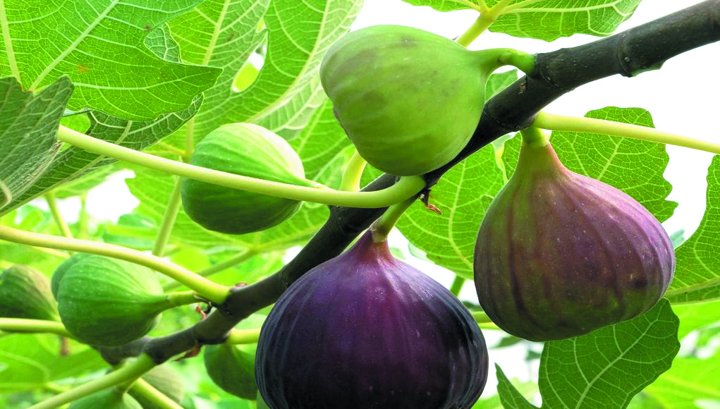 Algérie (Aghbalou/Bouira) - Un projet associatif pour la sauvegarde de la figuiculture