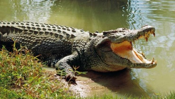 أم تلقي بطفلها المعاق فريسة للتماسيح.. والسبب؟